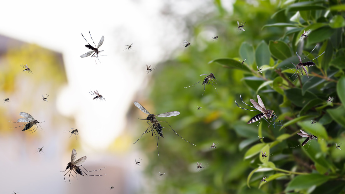 Gigante tecnológico liberará millones de mosquitos en California: ¿para qué?
