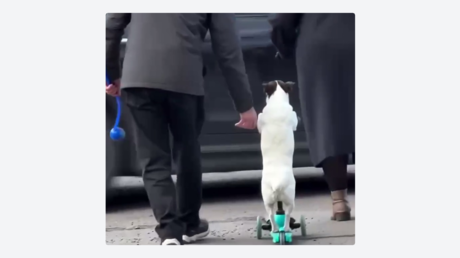 VIDEO: Un perrito roba corazones al pasear en patinete como todo un experto