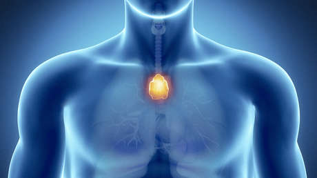 Este misterioso órgano podría proteger nuestra salud