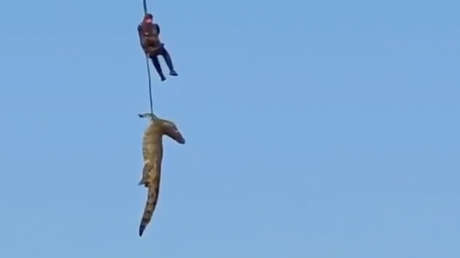 Estremecedor hallazgo dentro de un cocodrilo tras la desaparición de un empresario (VIDEO)