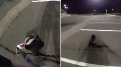 VIDEO: Policía salva a un zorrillo en 'serio aprieto'