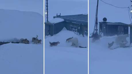 VIDEO: Valientes perros ahuyentan a un oso polar en una estación meteorológica