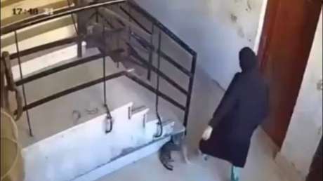 VIDEO: Patea a un gato y recibe lo merecido de inmediato