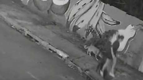 VIDEO: Pasea con su perro y 'se la traga la tierra'