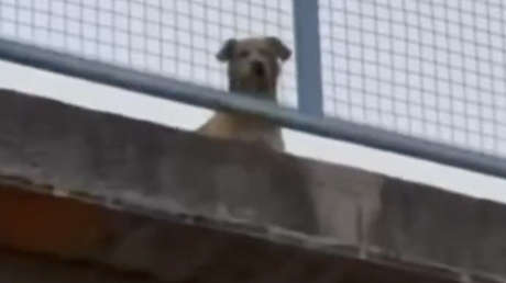 Perrito queda atrapado en un puente y la reacción de su amigo no tiene precio (VIDEO)