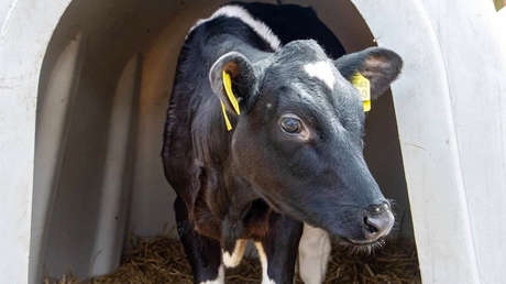 Una vaca clonada en Rusia tiene su primera cría