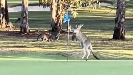 ¿Un día normal en Australia?: canguro sorprende en un campo de golf (VIDEO)