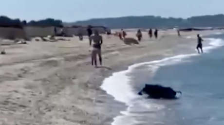 ¿Cómo llegó ahí?: jabalí salvaje causa caos en una playa francesa (VIDEO)
