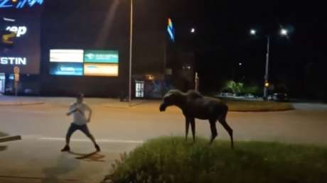 VIDEO: Esto pasa si intentas hacerte amigo de un alce