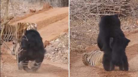 VIDEO: Osa planta cara a un tigre para proteger a su cría