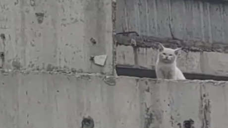 Gato abandonado en un puente es rescatado heroicamente (VIDEO)