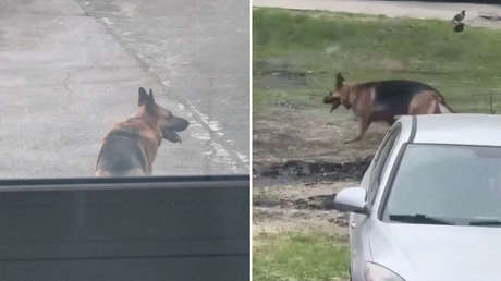 VIDEO: La conmovedora espera de un perro por su dueño hospitalizado