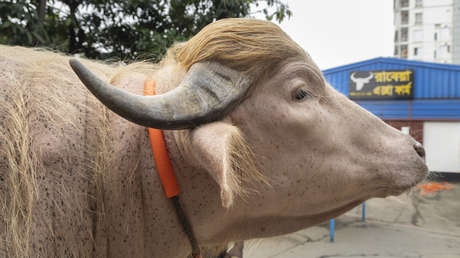 Fama viral salva de ser sacrificado a 'Trump', el búfalo albino que se volvió celebridad en Bangladés (VIDEO)