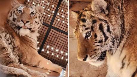 Rusia ayuda a un país vecino a recuperar la población de un felino en peligro de extinción (VIDEO)