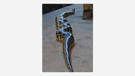 VIDEO: Una anaconda de unos 3 metros aparece cerca de un hotel en Brasil