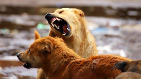 Finge un infarto para evitar su arresto luego que sus mascotas mataran a una mujer