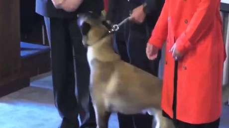 El momento surrealista en el que un perro antidrogas muerde el bolsillo de un vicealmirante  (VIDEO)