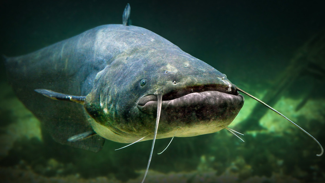 Escándalo en Polonia: ucraniano pesca un bagre 