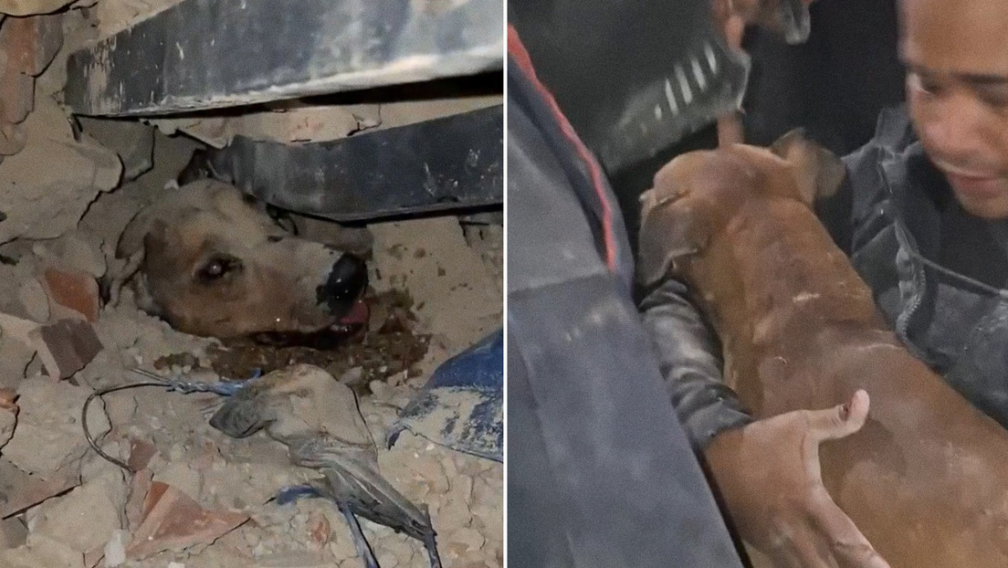 VIDEO: Emotivo rescate de perros tras terremoto en Venezuela