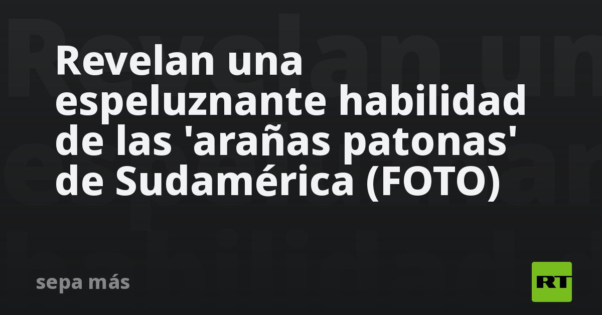 Revelan una espeluznante habilidad de las 'arañas patonas' de Sudamérica (FOTO)