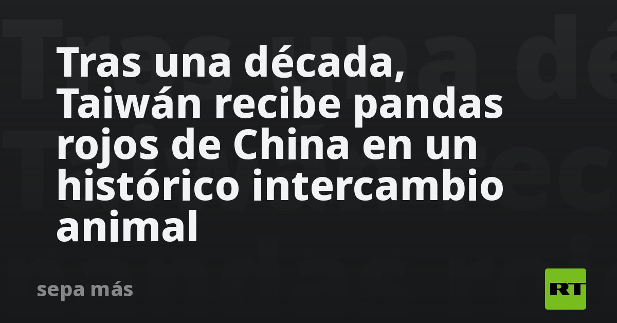 Tras una década, Taiwán recibe pandas rojos de China en un histórico intercambio animal