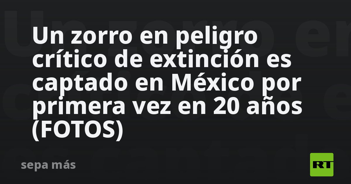 Un zorro en peligro crítico de extinción es captad