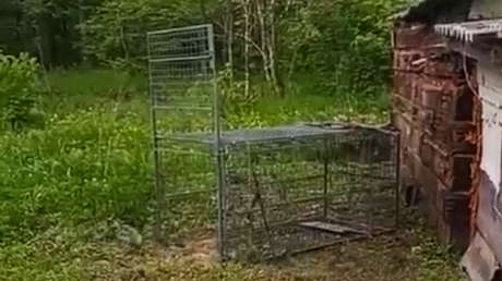 VIDEO: Quieren cazar un leopardo y se llevan una sorpresa