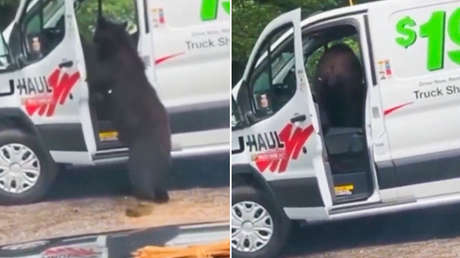 VIDEO: Captan a un oso en pleno saqueo de una furgoneta