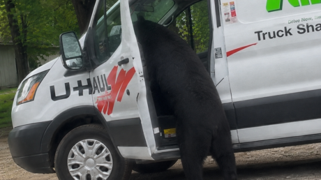 VIDEO: Captan a un oso en pleno saqueo de una furgoneta
