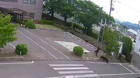 VIDEO: Un oso persigue y ataca a un hombre en Japón