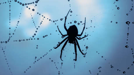 Descubren una nueva especie de araña con un rasgo sorprendente (FOTO)