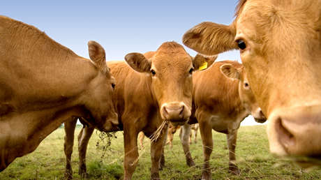 Una plaga olvidada reaparece en EE.UU. y amenaza la producción de carne
