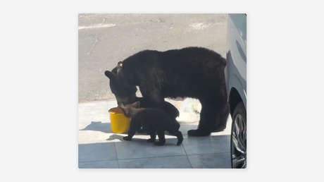 VIDEO: Vecinos ayudan a una osa y sus crías en plena ola de calor