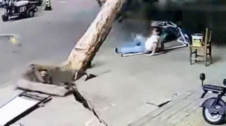 VIDEO: Fuerte viento arranca un árbol del suelo y cae cerca de una mujer