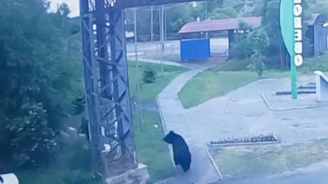 Oso de 'excursión' por barrios residenciales en Rusia aterro