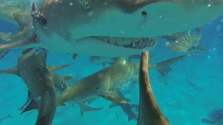Dos ataques de tiburón en menos de 24 horas reavivan la 'mal