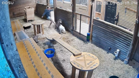 VIDEO: Joven salva a patadas sus cabras de un puma