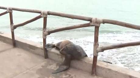 VIDEO: lobo marino regresa al mar por sus propios medios tras permanecer varado