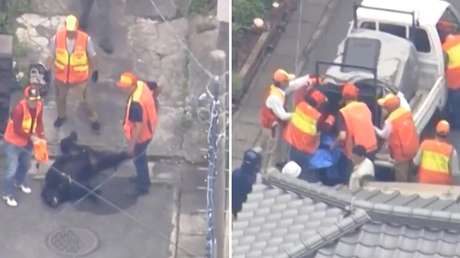 Capturan a un oso que tenía aterrorizados a residentes de una ciudad japonesa (VIDEO)