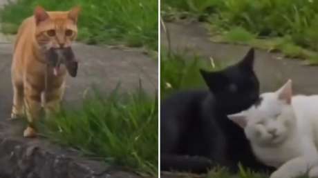 VIDEO: Un gato trae un ratón de regalo para su nov