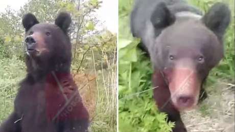 VIDEO: Un oso salvaje pero amigable 'escolta' a un pescador camino a casa