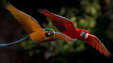 Guacamaya rechazada por su bandada aprende otra 'lengua' y conforma una rara pareja animal