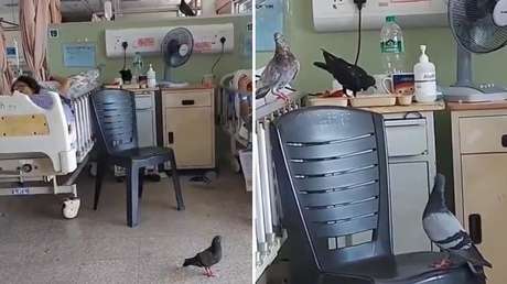 VIDEO: Palomas invaden un hospital y picotean los platos de los enfermos