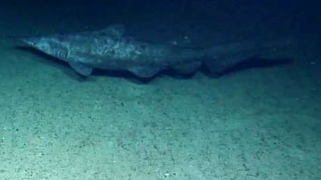 El tiburón más esquivo del mundo es captado por primera vez en su hábitat (VIDEO)