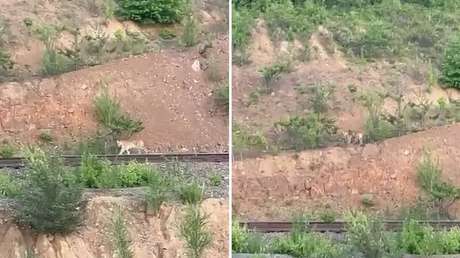 VIDEO: Majestuoso e inesperado paseo de un tigre cerca de unas vías de tren
