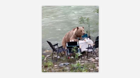 Un oso interrumpe un picnic, ahuyenta a todos y se da un banquete (VIDEO)