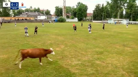 ¡Muuundial!: Una vaca irrumpe en la final de un campeonato de fútbol en Rusia (VIDEO)