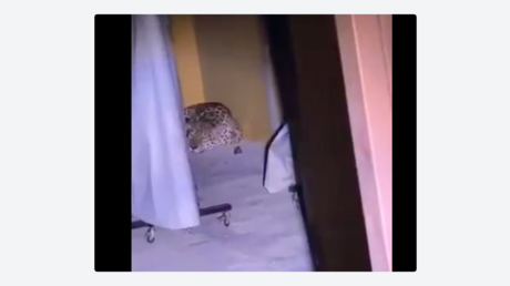 VIDEO: Un jaguar aparece en una universidad y suspenden las clases