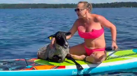 Paddle surf con pasajero sorpresa: misión rescate en Rusia (VIDEO)
