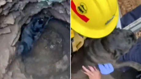 El heroico rescate de un pequeño pug atrapado tres días bajo tierra (VIDEO)